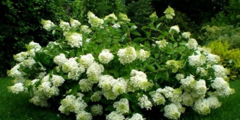 Hydrangea paniculata dentel de gorron: sadnja i njega, fotografije, recenzije